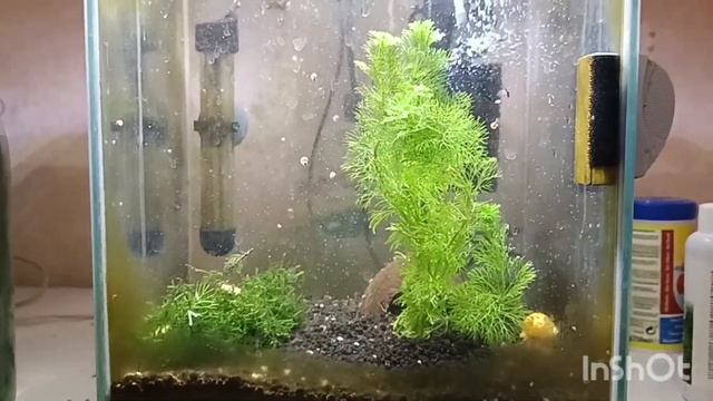 Массовая гибель рыбок гуппи/ что случилось? переселяем/ обнова в креветочнике. смотреть онлайн