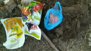 Посадка нектарина и спасаем черевишню Дюк