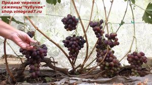 Виноград ФАРАОН - пригоден для хранения, класически приятный вкус, крупные ягоды и грозди