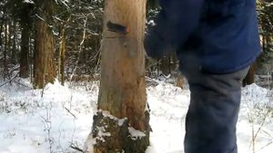 #077 (2018-01-25) спиливаем большую ель одной ножовкой