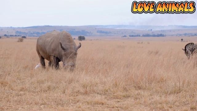 Savannah animals: lion, antelope, giraffe, zebra rhinoceros, ostrich, jackal - Animals sound смотреть онлайн