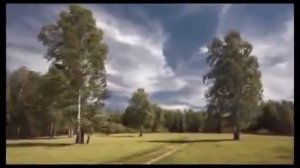 Белая берёза М Гулько