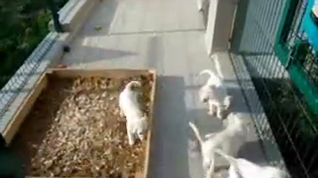 Щенки лабрадора в Праймиас сайт питомника http:www.primeaslabrador.ru