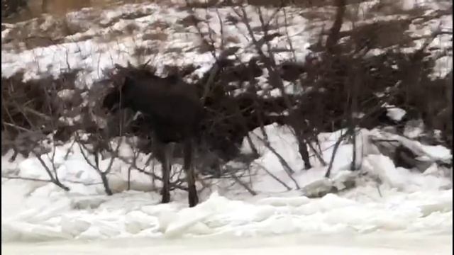 Нападение лося, глупости людей. смотреть онлайн