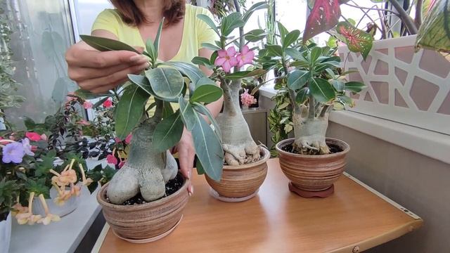 Как поживают мои АДЕНИУМЫ в конце сезона смотреть онлайн