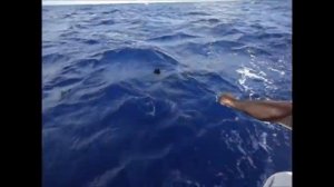 Fishing in the Dominican Republic. Marlin at 85 lb. ( Рыбалка в Доминикане.  Марлин на 40 кг ).