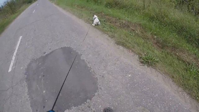Прогулка с Джек Рас селом Терьером по улице 28 08 2017 год 13-37 время. смотреть онлайн