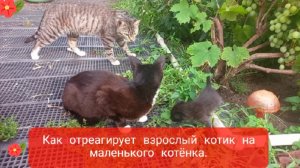 Как отреагирует взрослый котик на маленького котёнка. Как пищат котята.