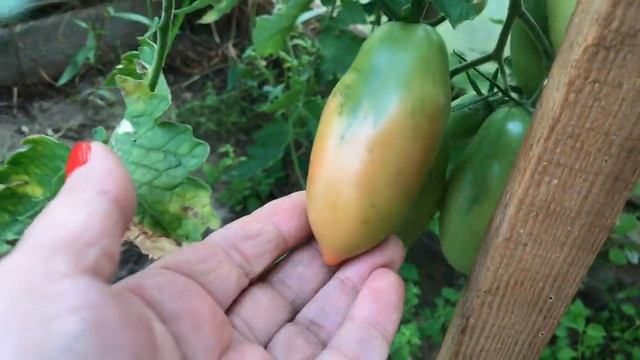 Обзор сортов  урожая помидоров в теплице Помидоры в открытом грунте смотреть онлайн