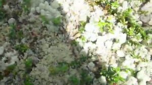 Как выглядит ягель в тайге