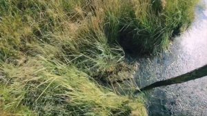 Осенняя охота на уток в Якутии