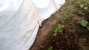 Грядка для кабачков. Кабачки под агроволокном