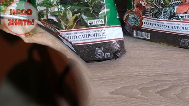 Почему сохнут листья у цветов: основные причины? смотреть онлайн