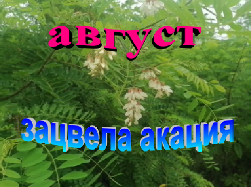Чудеса природы!!! Август месяц зацвела акация смотреть онлайн