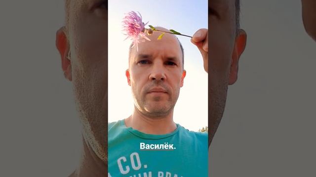 Как выглядит василёк луговой? смотреть онлайн