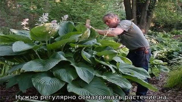 Болезни хосты