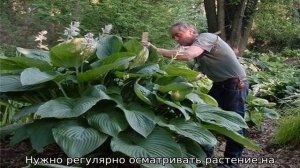 Болезни хосты
