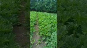 Кабачок Арал,Марселла на уплотнённых грядках.