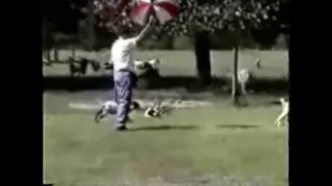 Козы впадающие в ступор