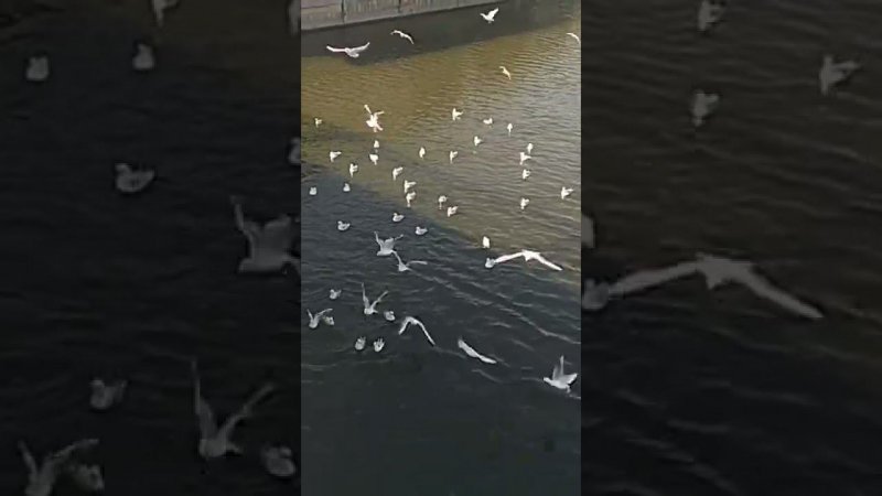 Чайки на воде