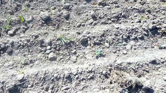 Всходи гарбуза!Українка багатоплідна. смотреть онлайн