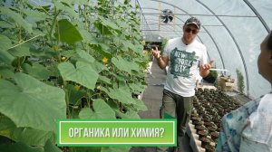 Как выращивать овощи БЕЗ Химии ✔️ Эксперименты с удобрениями
