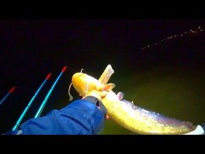 ЭТО ПРОВАЛ!!! - 50 000 ЗА 1 РЫБАЛКУ! РЫБАЛКА НА СОМА И САЗАНА С ЛОДКИ