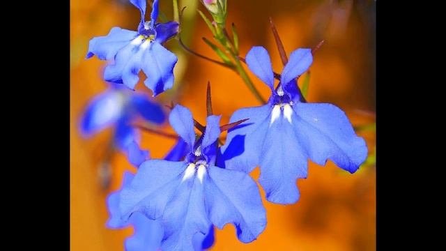 Лобелия: 55 прекрасных композиций