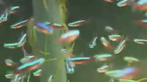 Средство для воды Tetra AquaSafe