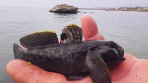 Мощная Рыбалка Мощный Клев На Берегу Каспийского Моря Рыбалка в Дагестане