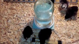 ПАДУАНЫ. КОРМЛЕНИЕ В ПЕРВЫЕ СУТКИ