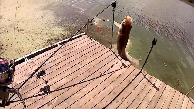 Ловля карася и подлещика в заливе Днепра. Рыбалка с ночевкой. смотреть онлайн