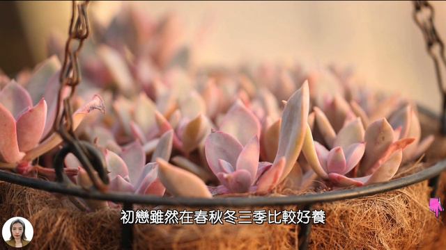 度夏难的多肉品种，多肉度夏动不动就死不是因为你不会养护，是本身有的多肉品种到夏季就会自杀|花花世界 смотреть онлайн