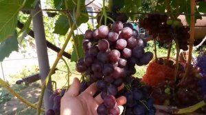 ВИНОГРАД РОШФОР.