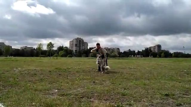 Симба. Дог-пуллер прыжки. 8.07.18 смотреть онлайн