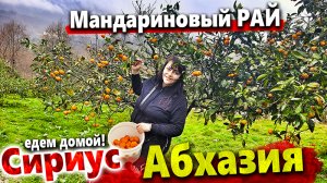 ИЗ АБХАЗИИ В СИРИУС И ДОМОЙ! СОБИРАЕМ МАНДАРИНЫ В ГОРАХ ГУДАУТЫ! 20 ЛИТРОВ ЧАЧИ С СОБОЙ)