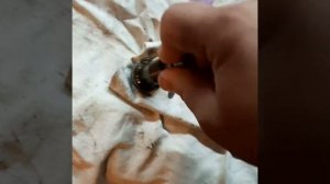 ОМ 642 Натяжитель цепи в разборе.