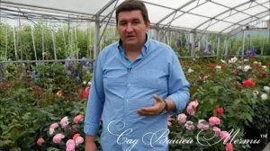 Можно ли делить кусты роз?