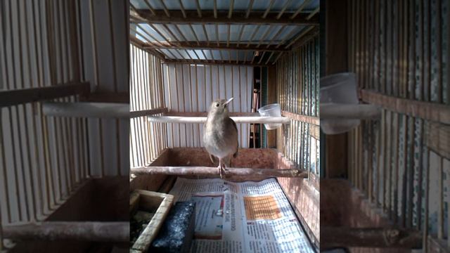 Соловьи смотреть онлайн