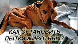 Как остановить насилие над животными? Ток-шоу: Все говорят об этом | #ОТВ