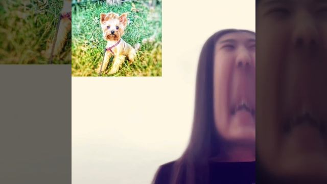 Сабака писала сабака какала кавер хоней Асель смотреть онлайн