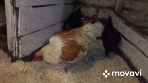 живые бактерии/ подстилка для кур