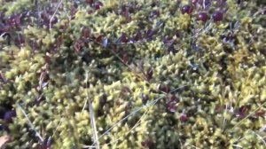 Тайга моя заветная клюква