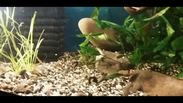 Пересадил Карасей в Другой Аквариум Новое Оформление Редизайн не биотоп... смотреть онлайн