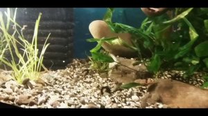 Пересадил Карасей в Другой Аквариум Новое Оформление Редизайн не биотоп...