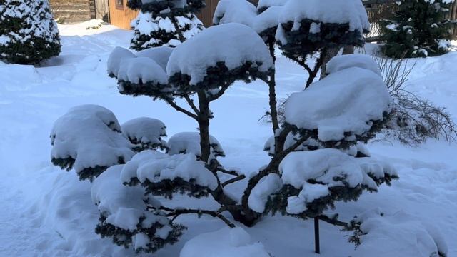 Ель Глаука Глобоза (Glauca Globosa) смотреть онлайн