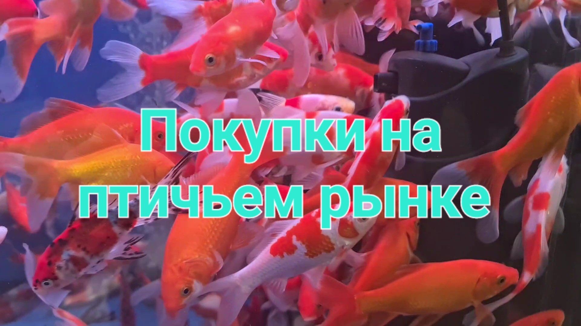 Покупки на птичьем рынке смотреть онлайн