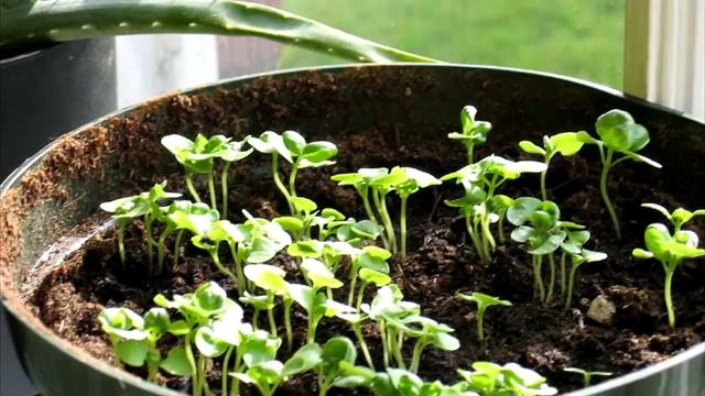 Забыла, когда последний раз покупала Базилик на Рынке! Знаю, как выращивать ароматное растение дома смотреть онлайн