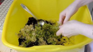 Комнатные растения / АДИАНТУМ Мой УХОД / ПЕРЕСАДКА в новый горшок