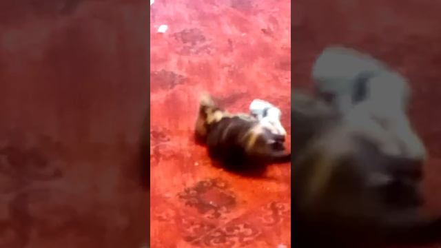 Маленькая проказница. смотреть онлайн